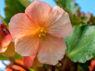 Fototapeta na wymiar Closeup of a pretty peach Begonia flower
