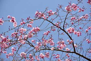 ピンクの桜　花模様