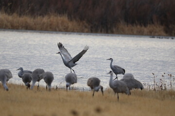 Sandhill cranes and snow geese sunrise dawn takeoff huge flocks in New Mexico Bosque del Apache wilderness preserve