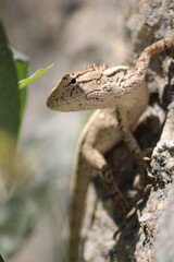 lizard on a rock