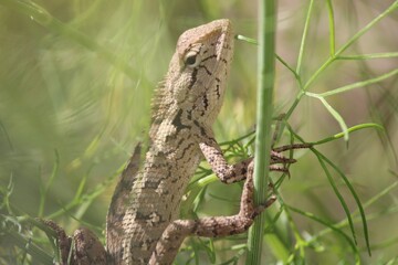 lizard on a plant