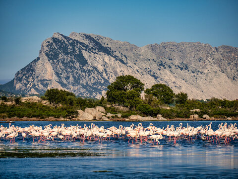 Fenicotteri rosa nella laguna di san teodoro in sardegna