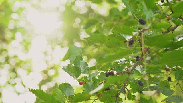 Closeup view 4k stock video footage of beautiful healthy green branches of mulberry fruit tree isolated on sunny sky background. Foliage and berries with soft sparkling sunshine of magic sun set sun