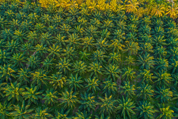 Oil palm platation field sunset light agricultural industry