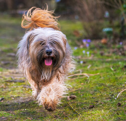 Naklejka na ściany i meble Tibetan terrier dog running in the garden