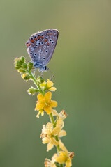 Polyommatus icarus - diurnal butterfly on the forest flower in the dew in the first rays of the sun