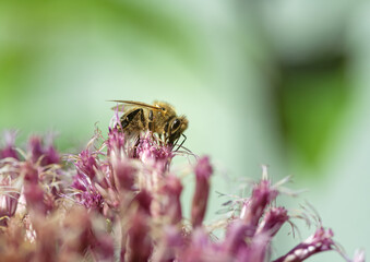 Bee collecting nectar at a blossom