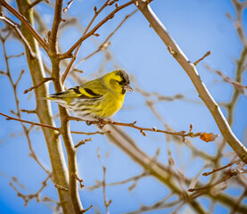 Male black-headed goldfinch