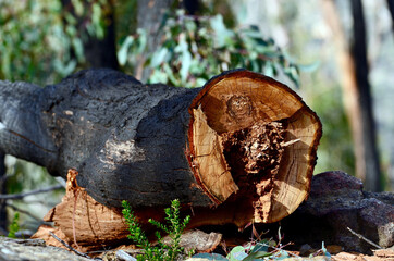 A tree trunk sawn down due to fire damage