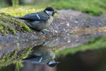 Great tit (Parus major) in Goois Natuurreservaat, The Nerherlands.