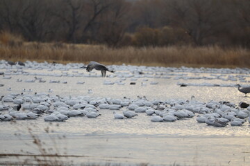Sandhill cranes and snow geese sunrise dawn takeoff huge flocks in New Mexico Bosque del Apache wilderness preserve