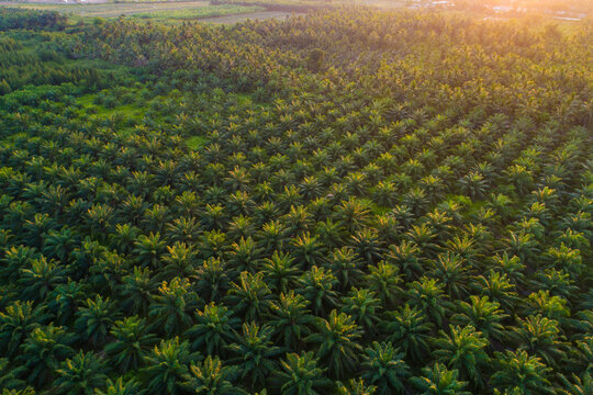 Oil palm platation field sunset light agricultural industry