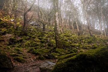 forest in the fog