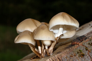 Pilz Beringter Schleimrübling, Oudemansiella mucida