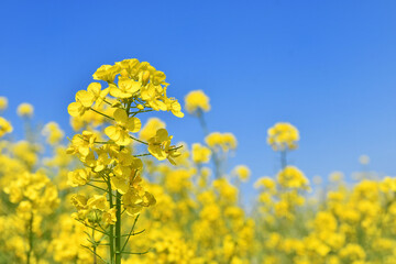 河川敷の菜の花