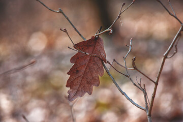 beautiful oak leaf in an oak forest