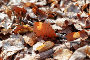 autumn leaves illuminated by the sun
