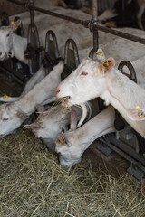 capre fieno mangiano mangiatoia fattoria latte capra stalla 