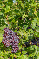 Ripening grapes in Southern Moravia, Czech Republic