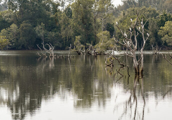Trees and bird in the forest around a lake, sticking out of the water from Lake.