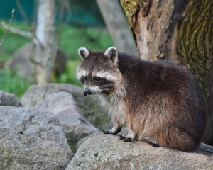 Säugetiere - Ein Waschbär (Procyon lotor) auf einem Stein