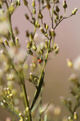 ladybug on a flower on a summer day, macro insect and flowering plants