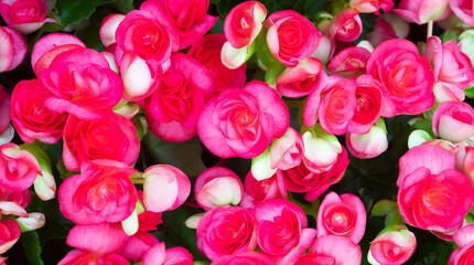 Begonia flowers  beautiful Pattern of natural pink petals texture, full blooming in flower garden