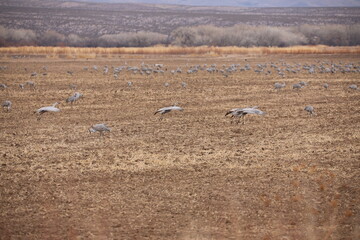 Sandhill cranes and snow geese sunrise dawn takeoff huge flocks in New Mexico Bosque del Apache wilderness preserve