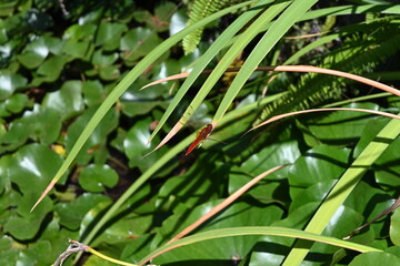 dragonfly in the pond