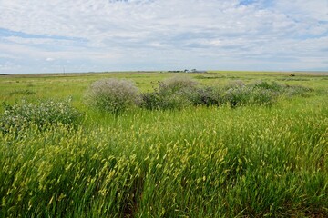Prairie wildflowers in Saskatchewan Canada 2