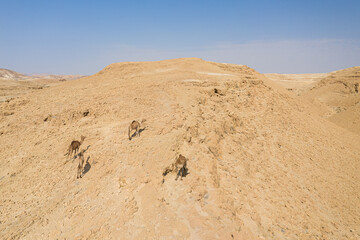 Group of camels in the desert, Israel