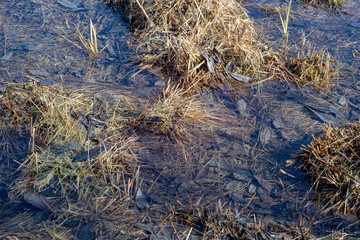 Meadow wet spring grass as an original background.