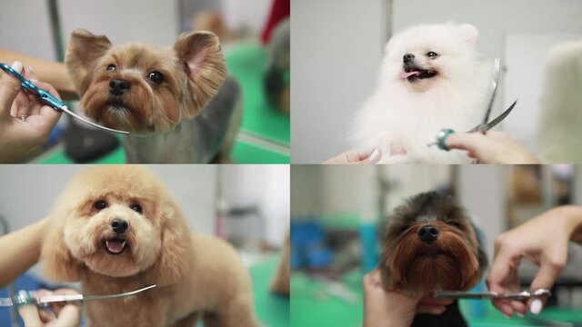 Beautiful and very cute dogs getting groomed at salon. Professional cares for a dog in a specialized grooming salon. Groomer's hands with scissors. Poodle, pomeranian, yorkshire terrier. Collage view.