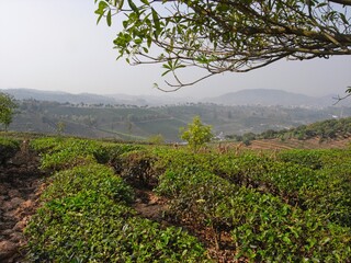 Pu'er, China - 16 March 2013 : Tea production Pu'er Yunnan China