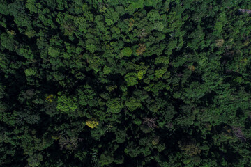 Green mountain tropical rain forest in Thailand