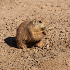 Nagetiere (Rodentia) - Ein auf sandigem Grund sitzender Präriehund (Cynomys) beim futtern