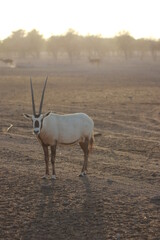 antelope in the wild