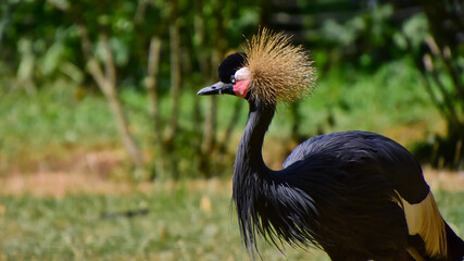 Fototapeta premium Kraniche (Gruidae) - Ein Kronenkranich (Balearica pavonina), auch Schwarzhals-Kronenkranich, Pfauenkranich oder Dunkler Kronenkranich genannt im seitlichen Portrait