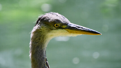 Vögel - Ein Graureiher (Ardea cinerea), auch Fischreiher genannt im Portrait