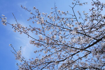 鎌倉の桜と風景
