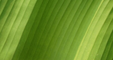 green leaf texture