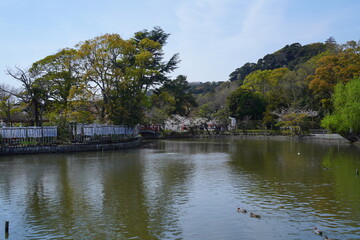 鎌倉の桜と風景