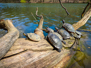 Freshwater turtles sunbathing on the log that fell in the lake