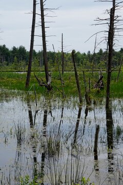 Emmons Pond Bog Near Oneonta NY