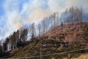 Feuerwehreinsatz bei einem Waldbrand.
