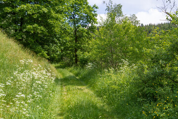 Fototapeta na wymiar Fernwanderweg Selketalstieg Waldlandschaft, Wiesenlandschaft