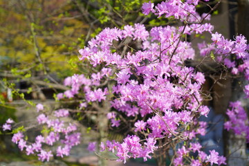 鎌倉の桜と風景