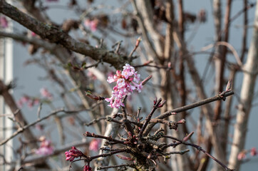 tiny pink flowers of a winter snowball