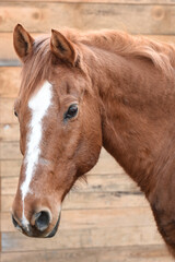 Fototapeta premium cavallo 