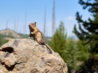 Golden-mantled ground squirrel standing on a rock in a sunny day in Yellowstone National Park, USA